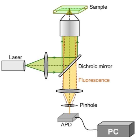 激光共聚焦显微镜