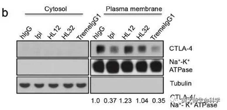 膜蛋白WB用什么内参？