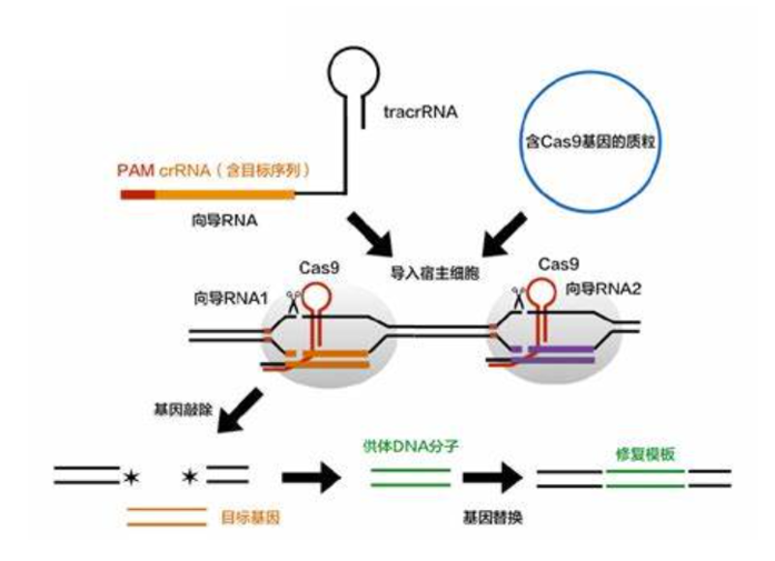 【卡梅德生物】基因编辑：CRISPER-CAS9 技术应用