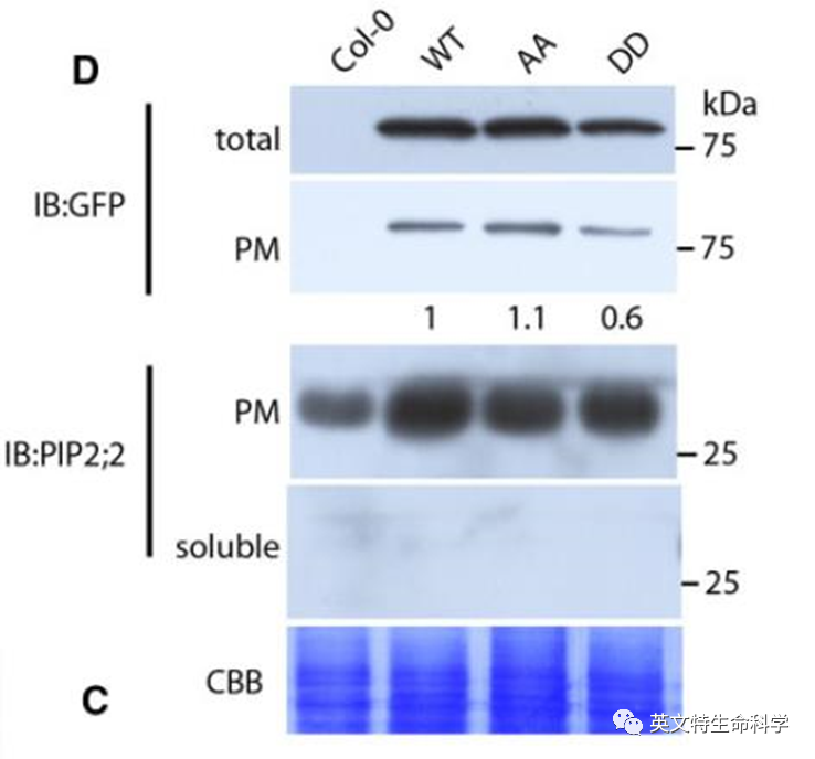 看了这些应用案例，植物膜蛋白提取方法我“get”了！