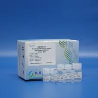 细菌基因组DNA提取试剂（磁珠法）