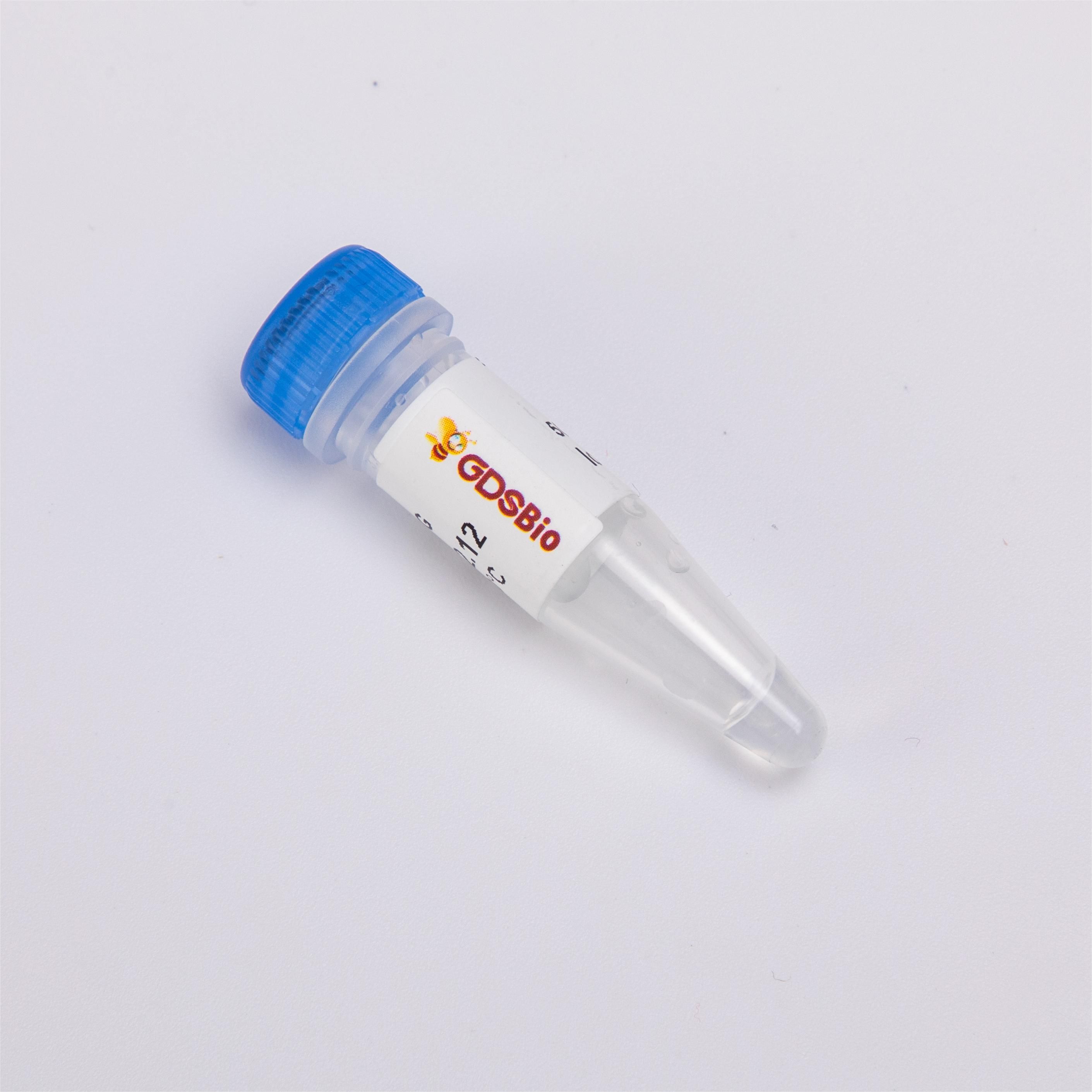 Super TaqPlus Green PCR Mix K034