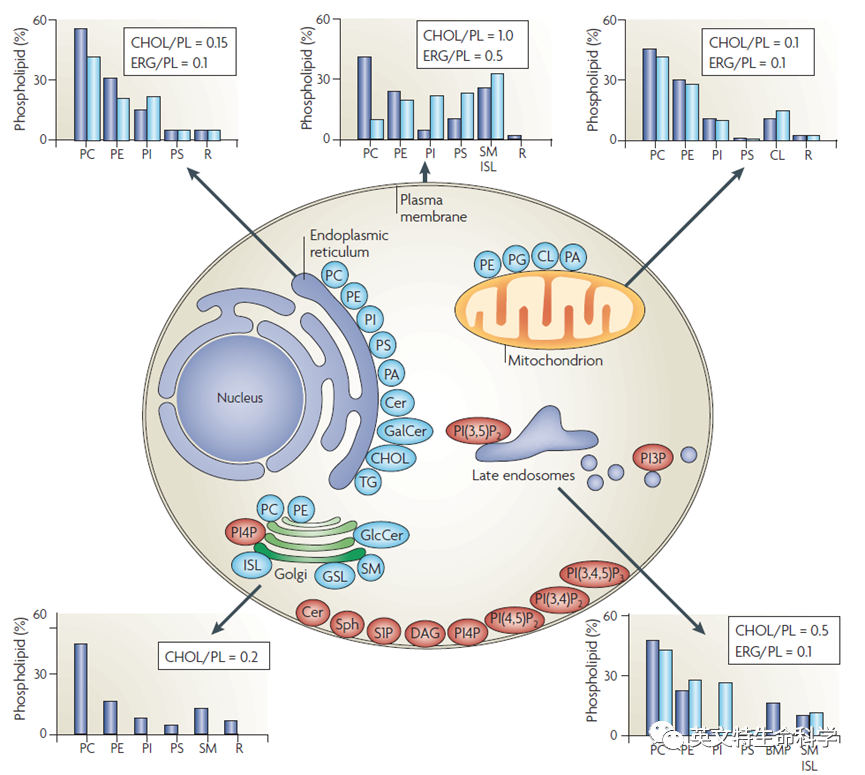 细胞膜脂质组学研究，做对这步很关键！