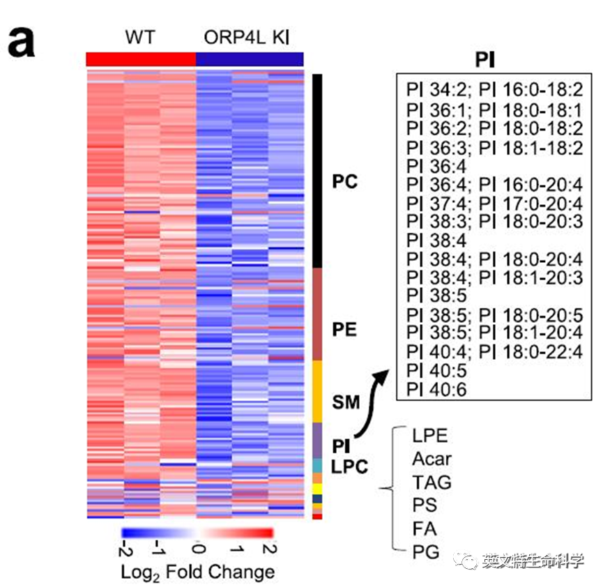 细胞膜脂质组学研究,做对这步很关键!