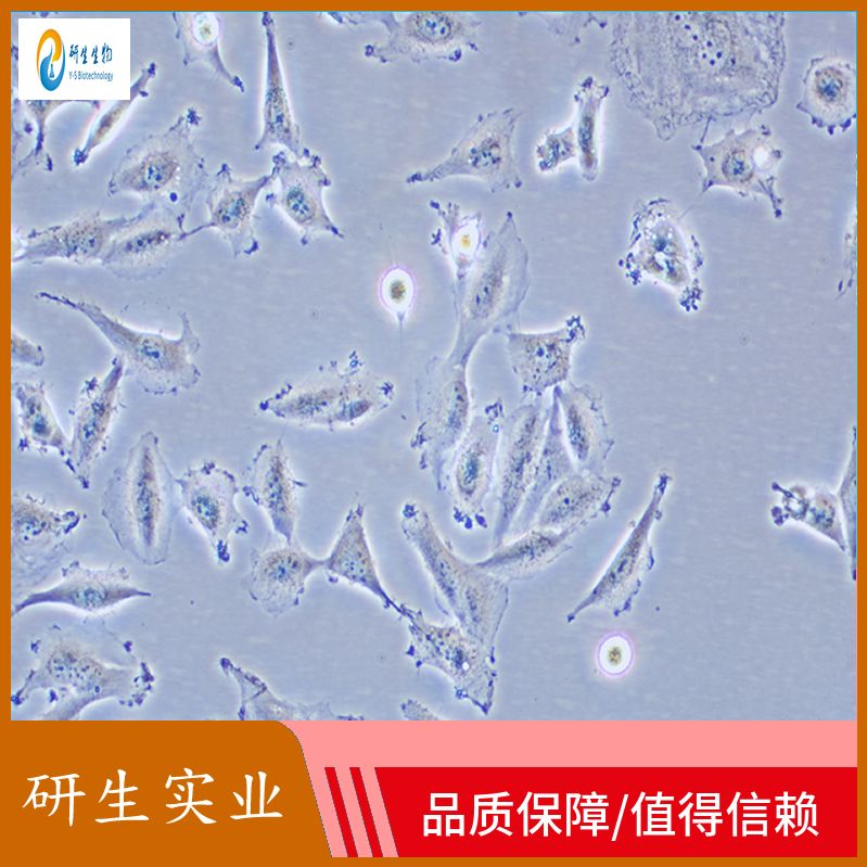 人毛囊角质细胞