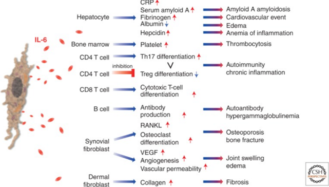 Elabscience靶标解读丨多功能细胞因子 IL-6