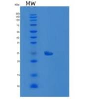 人成纤维细胞生长因子17(FGF17)重组蛋白