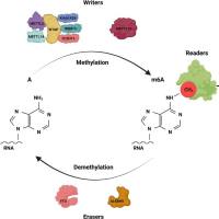 m6A MeRIP-seq RNA甲基化测序
