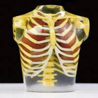 RS-111T美国RSD模体 胸部模体胸模