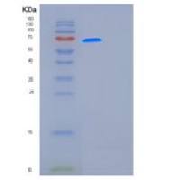 人Furin重组蛋白