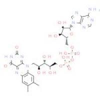 黄素腺嘌呤二核苷酸