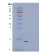 人果蝇GAGA-POZ结构域重组蛋白