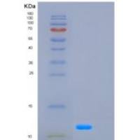 人胰高血糖素(GCG)重组蛋白