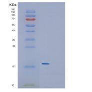 小鼠生长分化因子5(GDF5)重组蛋白