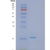 大肠杆菌弗林蛋白酶(FUR)重组蛋白