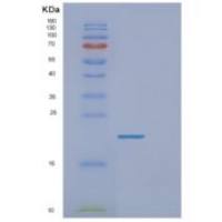 人FABP3重组蛋白