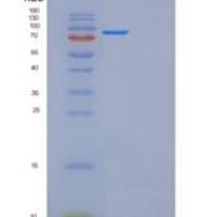 小鼠Folh1重组蛋白