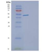 人G3BP2重组蛋白