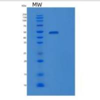 人纤维蛋白原γ(FGg)重组蛋白