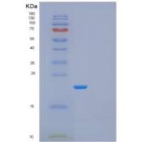人GADD45GIP1重组蛋白
