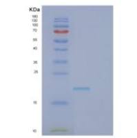 人FASLG重组蛋白