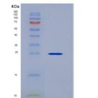 人成纤维细胞生长因子12(FGF12)重组蛋白