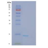 小鼠FK506结合蛋白1A(FKBP1A)重组蛋白