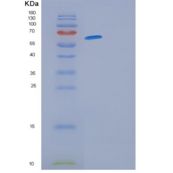 人GFRA3重组蛋白