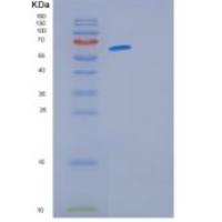 人GFRA3重组蛋白