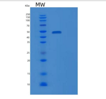 人纤维蛋白原γ(FGg)重组蛋白