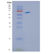 人GFRA3重组蛋白
