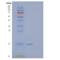 人GAGE2A重组蛋白