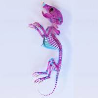 阿利新蓝-茜素红胎鼠成鼠染色 TD1078