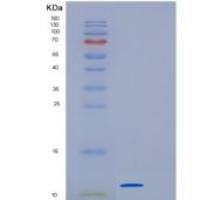 人生长分化因子10(GDF10)重组蛋白