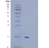 小鼠生长分化因子15(GDF15)重组蛋白