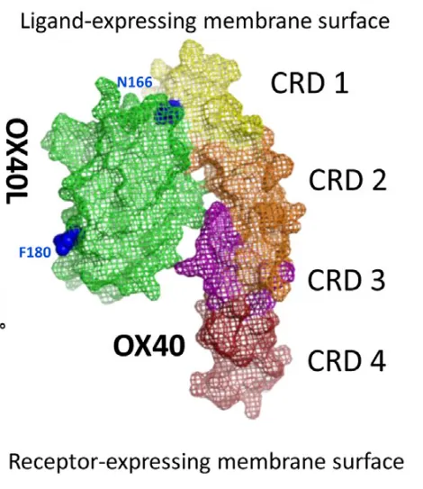 科研资讯：OX40靶点介绍