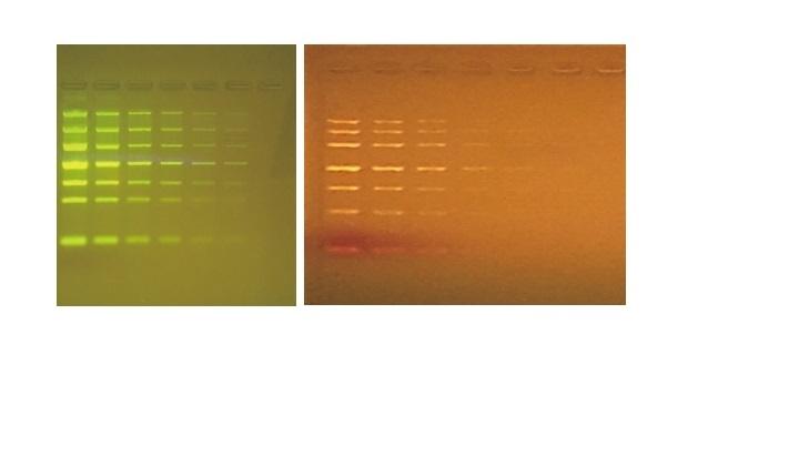 TGreen Monitor Plus 蓝光电泳监测仪套装