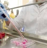 Western blot检测服务