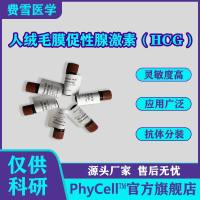 人绒毛膜促性腺激素(HCG) ,α链,β链,β亚基抗原