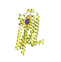 GPCR