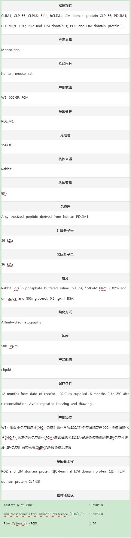 Anti-CLP36/PDLIM1 Antibody (Cl