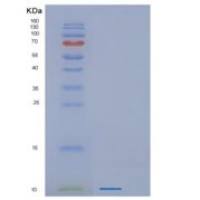 人GNG13重组蛋白