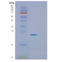 人GRPEL1重组蛋白