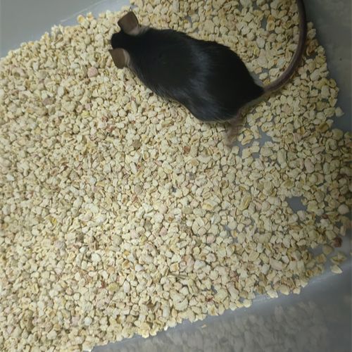 MCD饮食诱导的小鼠脂肪肝动物模型