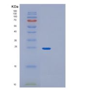 人GPX1 (U49C)重组蛋白