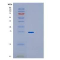 人GPX1 (U49C)重组蛋白