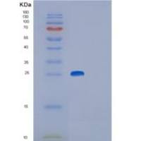 小鼠谷胱甘肽硫转移酶P 2重组蛋白