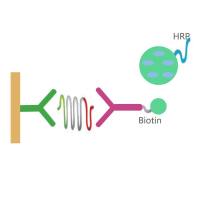 蛋白标记技术服务/抗体标记技术服务/多肽标记技术服务/荧光标记服务