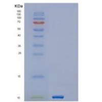 人GNGT1重组蛋白