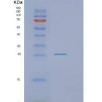 小鼠Gstp1重组蛋白